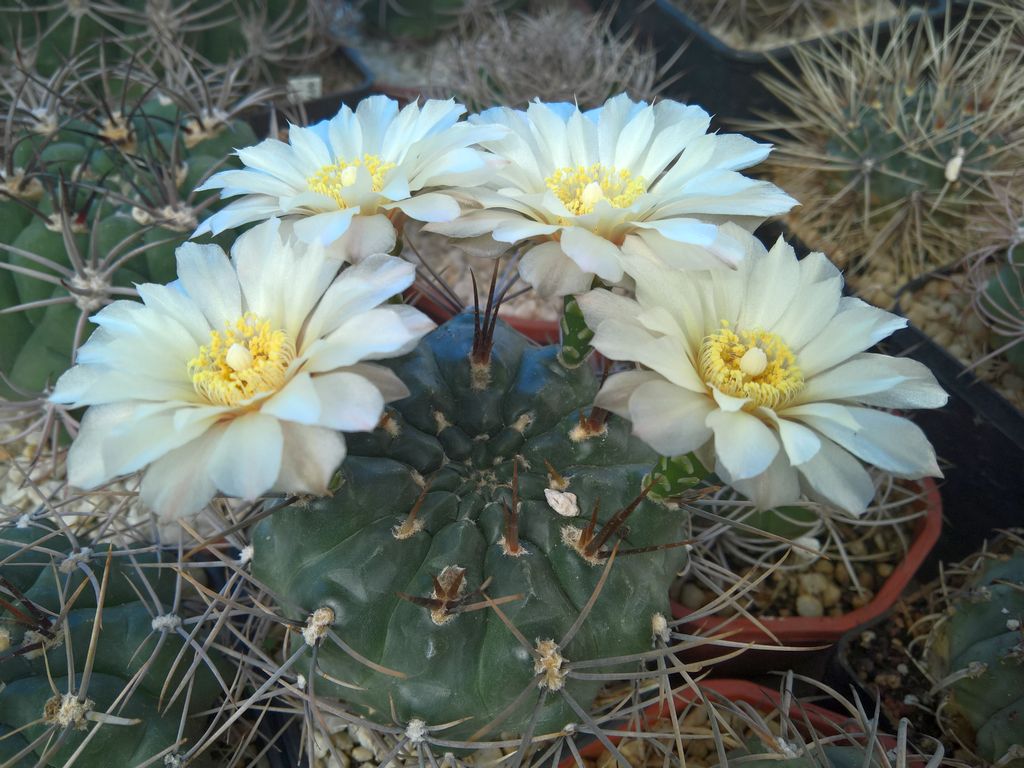 Gymnocalycium gibbosum